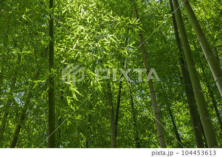 大門竹の子公園の新緑の笹の葉と竹林【エコイメージ】 104453613