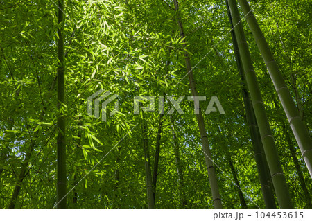 大門竹の子公園の新緑の笹の葉と竹林【エコイメージ】 104453615