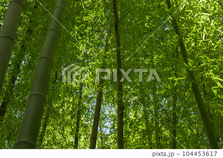 大門竹の子公園の新緑の笹の葉と竹林【エコイメージ】 大門竹の子公園の新緑の笹の葉と竹林【エコイメージ】 104453617