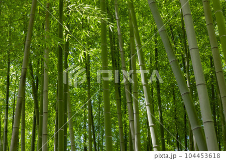 大門竹の子公園の新緑の笹の葉と竹林【エコイメージ】 104453618