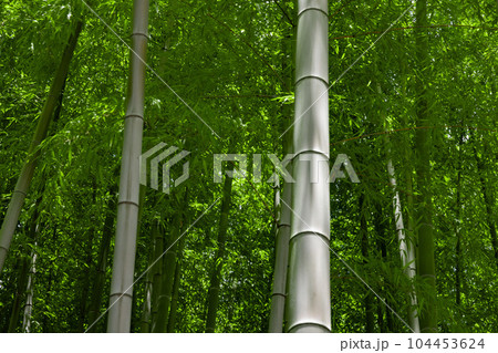 大門竹の子公園の新緑の笹の葉と竹林【エコイメージ】 大門竹の子公園の新緑の笹の葉と竹林【エコイメージ】 104453624