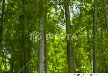大門竹の子公園の新緑の笹の葉と竹林【エコイメージ】 104453626