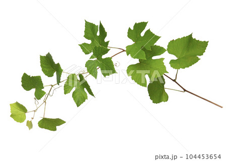 葡萄の葉 104453654