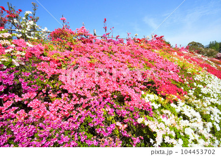 ツツジ 104453702