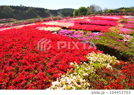ツツジ 104453703