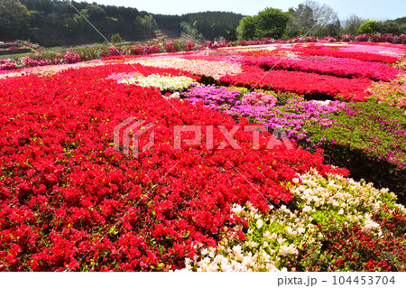 ツツジ 104453704