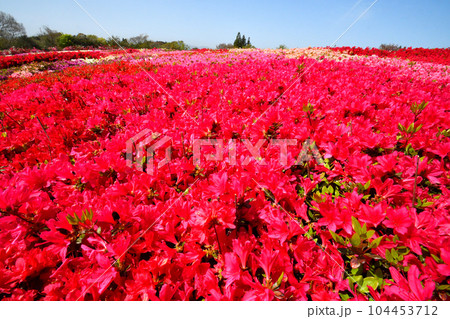 ツツジ 104453712