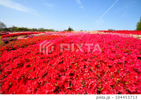ツツジ 104453713