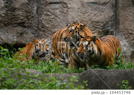 宵のうちのアムールトラの三兄弟(1歳半) 宵のうちのアムールトラの三兄弟(1歳半) 104453746