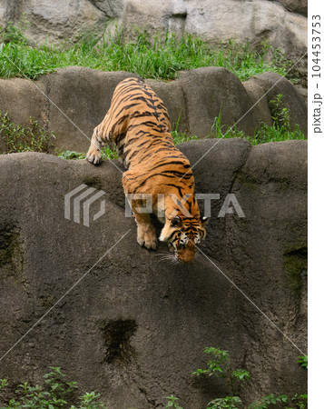 崖下を覗くアムールトラのメス 崖下を覗くアムールトラのメス 104453753