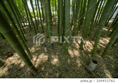 大門竹の子公園の新緑の竹林【エコイメージ】 104453762