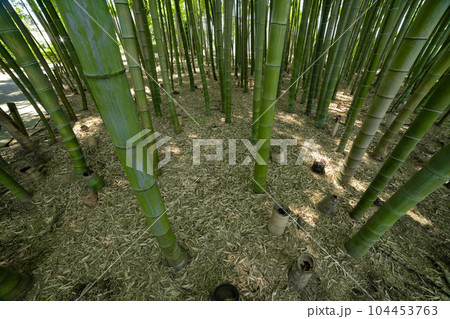 大門竹の子公園の新緑の竹林【エコイメージ】 104453763
