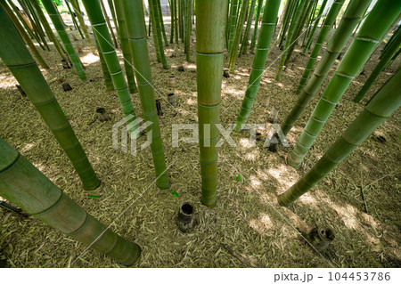 大門竹の子公園の新緑の竹林【エコイメージ】 大門竹の子公園の新緑の竹林【エコイメージ】 104453786