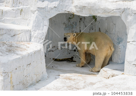 ホッキョクグマ 天王寺動物園 ホッキョクグマ 天王寺動物園 104453838