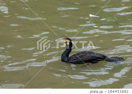 カワウ　天王寺動物園　鳥の楽園 104453882