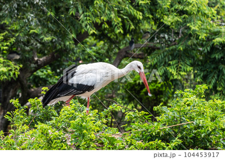 シュバシコウ 天王寺動物園 鳥の楽園 シュバシコウ 天王寺動物園 鳥の楽園 104453917