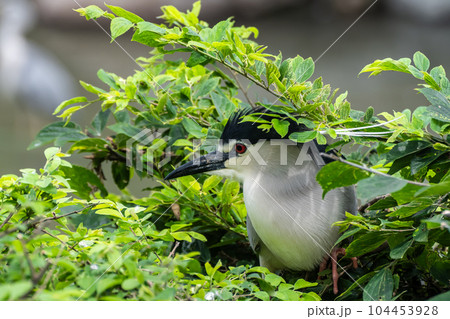 ゴイサギ　天王寺動物園　鳥の楽園 104453928