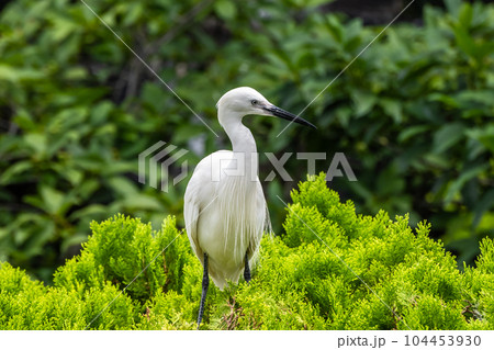 シラサギ 天王寺動物園 鳥の楽園 シラサギ 天王寺動物園 鳥の楽園 104453930