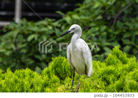 シラサギ　天王寺動物園　鳥の楽園 104453933