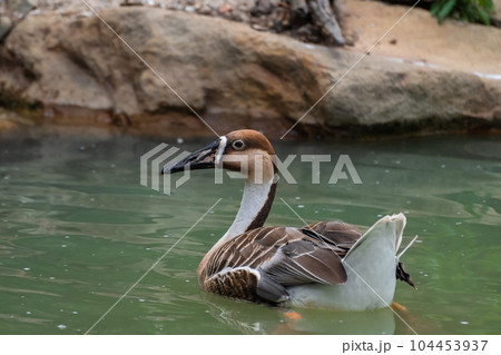 サカツラガン 天王寺動物園 鳥の楽園 サカツラガン 天王寺動物園 鳥の楽園 104453937