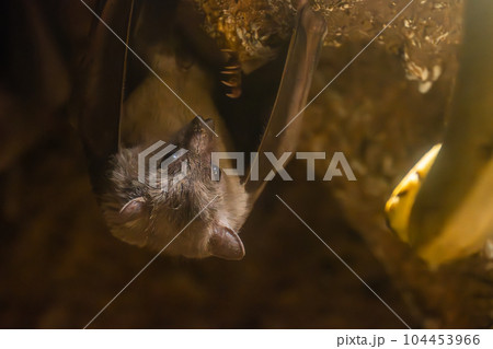 エジプトルーセットオオコウモリ 天王寺動物園 夜行性動物舎 エジプトルーセットオオコウモリ 天王寺動物園 夜行性動物舎 104453966
