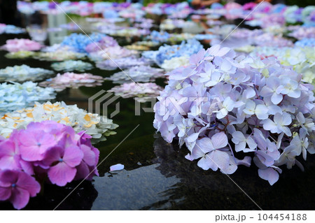 久安寺 〈高野山真言宗　大澤山・花の寺〉の あじさいうかべ【大阪府池田市】 104454188