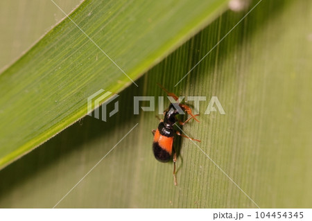 生き物　昆虫　ヒロオビジョウカイモドキ、オスです。六月、林縁の笹薮にいました 104454345