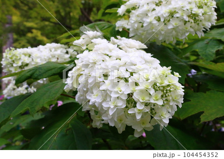 久安寺 〈高野山真言宗　大澤山・花の寺〉【大阪府池田市】 104454352