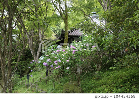 久安寺 〈高野山真言宗　大澤山・花の寺〉【大阪府池田市】 104454369