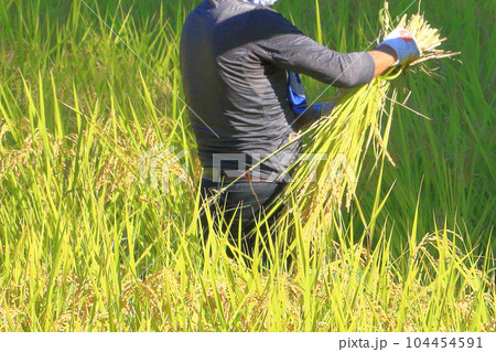 稲刈り作業をする男性 104454591