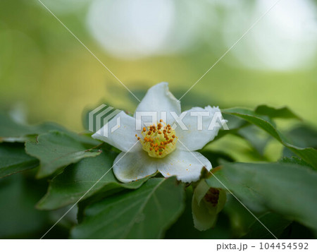 白いヒメシャラの花 白いヒメシャラの花 104454592