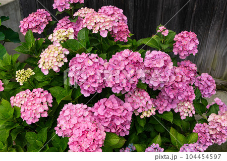 初夏に咲くガーデンのピンク色のアジサイの花のクローズアップ 104454597