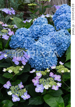 初夏に咲くブルーのアジサイの花 104454639