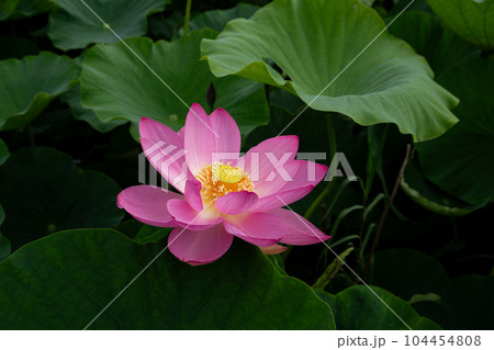 早朝の池に咲く美しい古代ハスの花 早朝の池に咲く美しい古代ハスの花 104454808