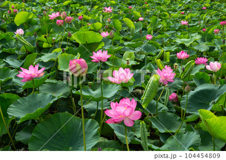 早朝の池に咲く美しい古代ハスの花 早朝の池に咲く美しい古代ハスの花 104454809