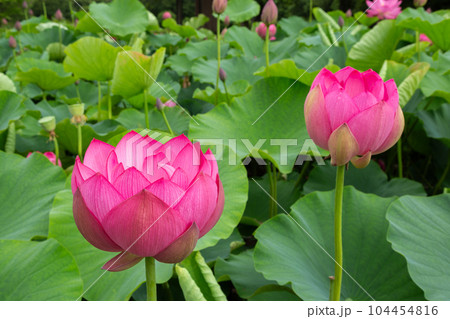 早朝の池に咲く美しい古代ハスの花 104454816