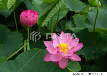 早朝の池に咲く美しい古代ハスの花 早朝の池に咲く美しい古代ハスの花 104454817