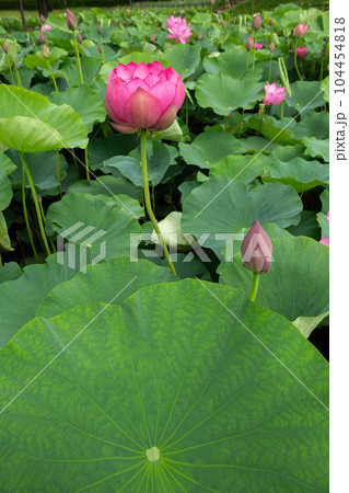 早朝の池に咲く美しい古代ハスの花 早朝の池に咲く美しい古代ハスの花 104454818