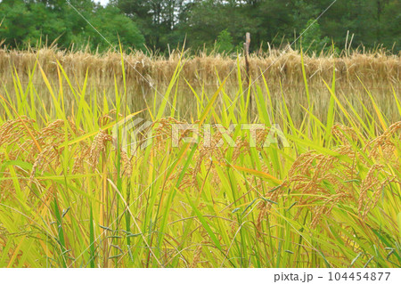 稲穂と稲架掛け 104454877