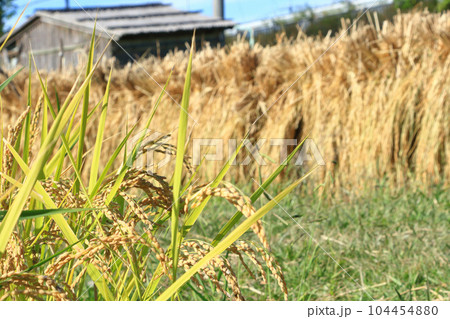 稲穂と稲架掛け 稲穂と稲架掛け 104454880