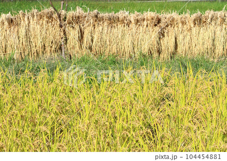 稲穂と稲架掛け 稲穂と稲架掛け 104454881