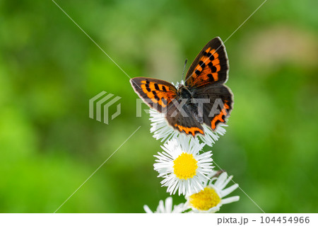 ヒメジオンの蜜を吸うベニシジミチョウ 104454966