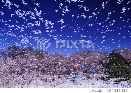 サクラ吹雪が吹き止んだ後の散り花びらが漂う投影画像 サクラ吹雪が吹き止んだ後の散り花びらが漂う投影画像 104455436