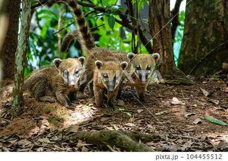 South American Coati, Ring-tailed Coati, Nasua nasua at Iguazu Falls, Puerto Iguazu, Argentina South American Coati, Ring-tailed Coati, Nasua nasua at Iguazu Falls, Puerto Iguazu, Argentina 104455512