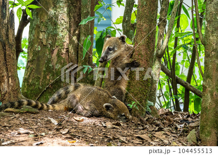 South American Coati, Ring-tailed Coati, Nasua nasua at Iguazu Falls, Puerto Iguazu, Argentina 104455513