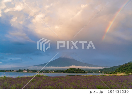 (山梨県)霧雨の中、朝日が差し込んで虹が発生した大石公園、ラベンダーと富士山 (山梨県)霧雨の中、朝日が差し込んで虹が発生した大石公園、ラベンダーと富士山 104455530