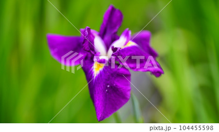 火の国が色鮮やかに咲く、しょうぶ沼公園2023 104455598