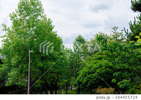 奈良市街地の夏　まるで森のようなプラタナスの並木 104455724