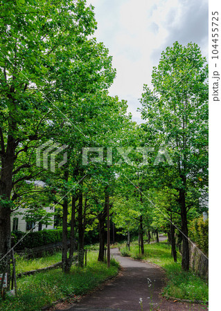 奈良市街地の夏　まるで森のようなプラタナスの並木(縦) 104455725