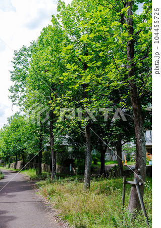 奈良市街地の夏　遊歩道沿いに一列に並んだプラタナスの並木 104455726